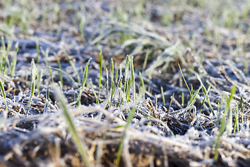 Image showing Snow drifts in winter