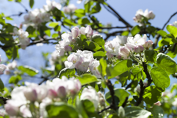 Image showing white flowers of trees