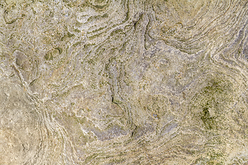 Image showing shellbearing limestone closeup