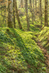 Image showing idyllic forest scenery