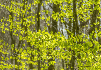 Image showing fresh green leaves