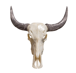 Image showing horned animal skull
