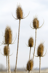 Image showing sky and teasel