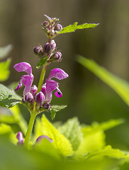 Image showing dead-nettles closeup