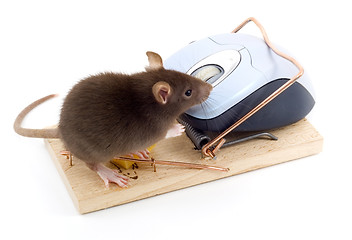 Image showing Clever Mouse