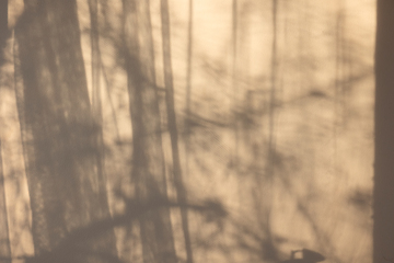 Image showing reflection of tree branches and curtains 