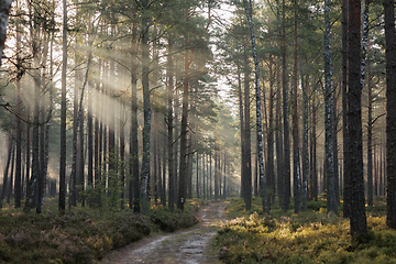 Image showing forest landscape at dawn