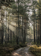 Image showing forest landscape at dawn