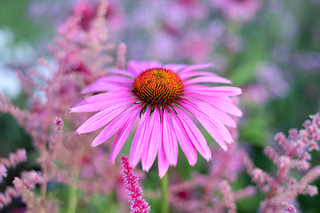 Image showing close up oh echinacea