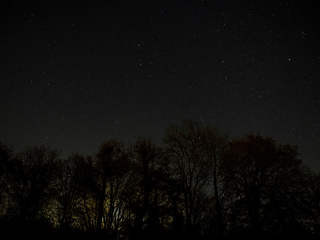 Image showing Night Sky with Trees