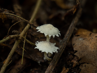 Image showing Cystolepiota pulverulenta Fungi