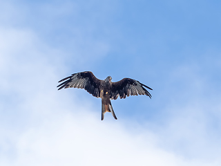 Image showing Red Kite with Prey in Beak