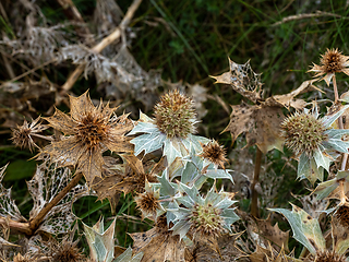 Image showing Sea Holly Going Over