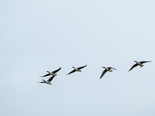 Image showing Canada Geese in Flight