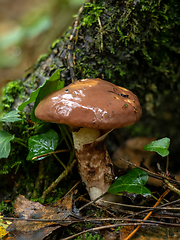 Image showing Slimy Fungus in Woodland