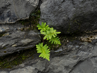 Image showing Polypody Fern on Wall