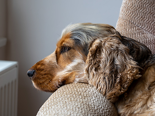 Image showing Spaniel Resting