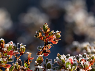 Image showing Azalea with Frost