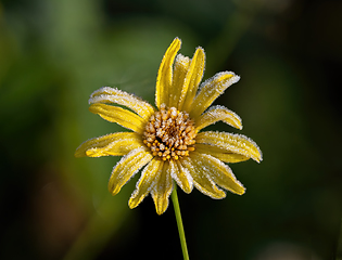 Image showing Yellow Flower and Frost