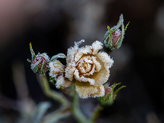 Image showing Rosebud Covered in Frost