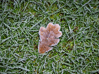 Image showing Oak Leaf and Frost