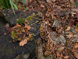 Image showing Fungi, Moss and Mould on tree stump in English Woodland