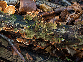 Image showing Turkeytail Fungus Green Colour on Decaying Branch