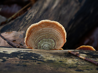 Image showing Turkeytail Fungus on Decaying Log