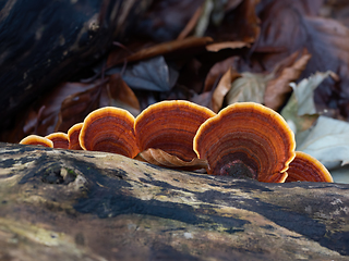 Image showing Turkeytail Fungus on Decaying Tree