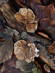 Image showing Turkeytail Fungus on Fallen Log