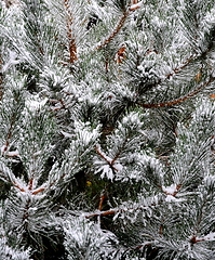 Image showing Christmas tree.