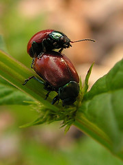 Image showing red bugs