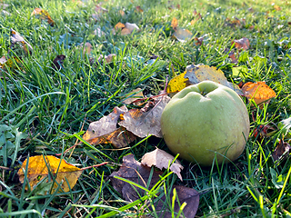 Image showing fresh autumn apple
