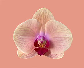 Image showing beautiful orchid flower