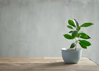 Image showing flowerpot on wooden table