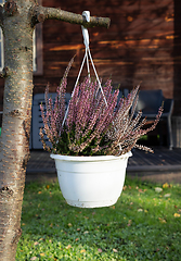 Image showing autumn flowers heather 