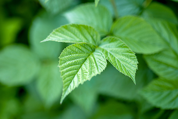 Image showing fresh green raspberry leaf