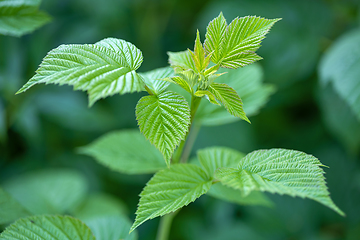 Image showing fresh green raspberry leaf