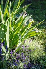 Image showing beautiful flower bed