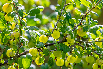 Image showing fresh ripe gooseberries