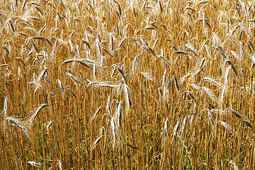 Image showing golden corn field