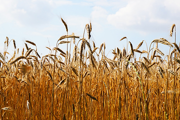 Image showing golden corn field