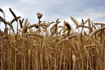 Image showing golden corn field