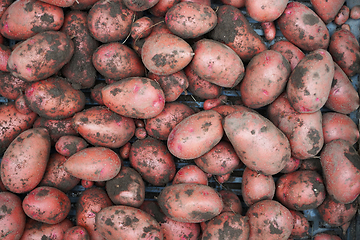 Image showing red potatoes with soil