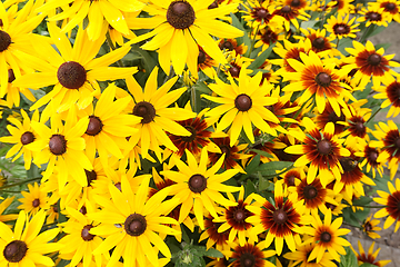 Image showing yellow echinacea flowers