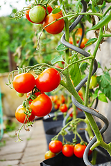 Image showing fresh tomato plant