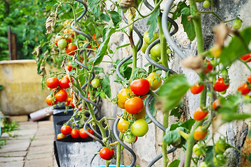 Image showing fresh tomato plant