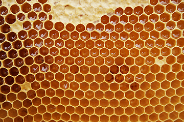 Image showing honeycomb with honey