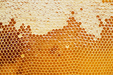 Image showing honeycomb with honey