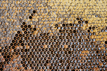 Image showing honeycomb with honey